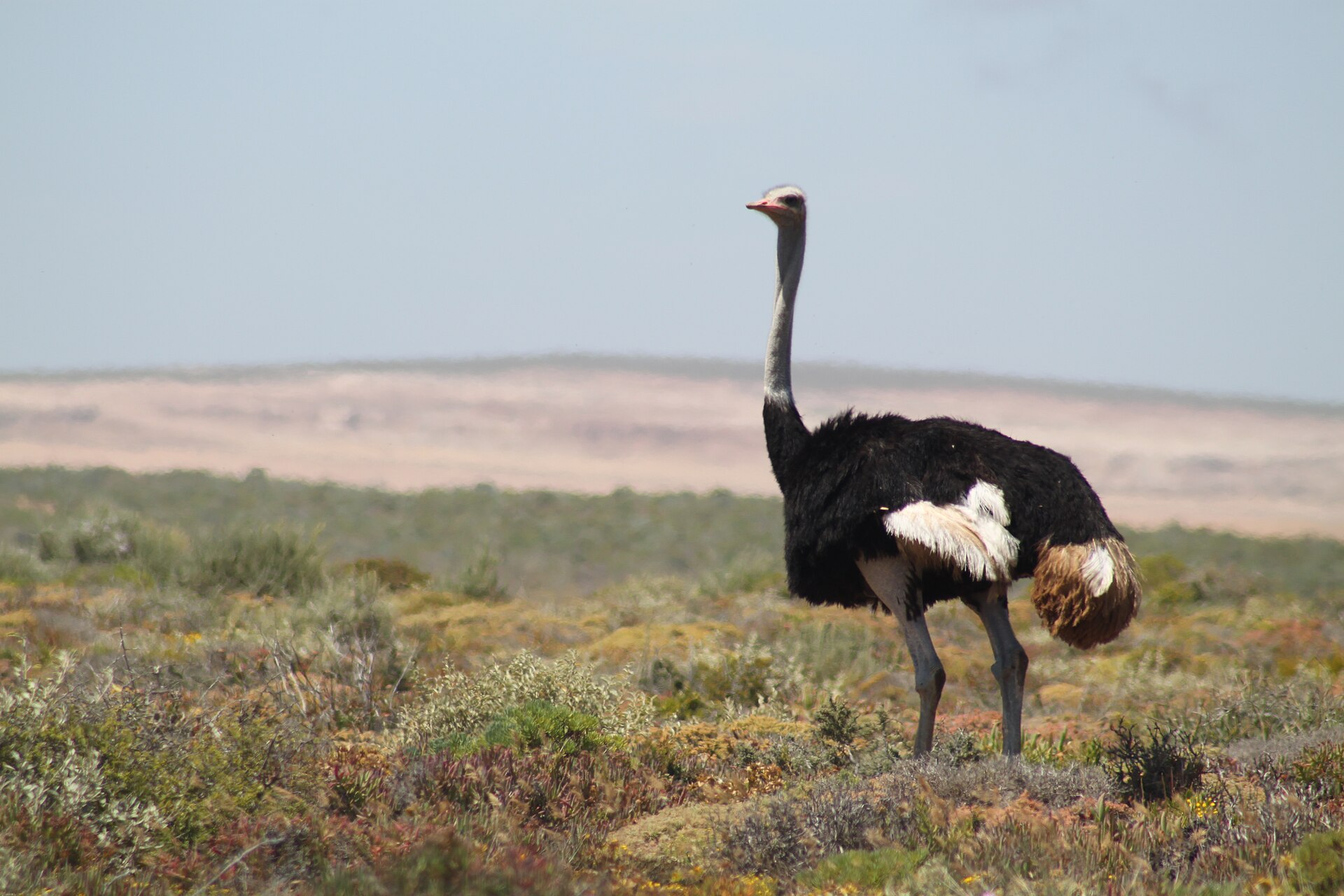 An ostrich standing in sparse, rocky Northern Cape landscape.